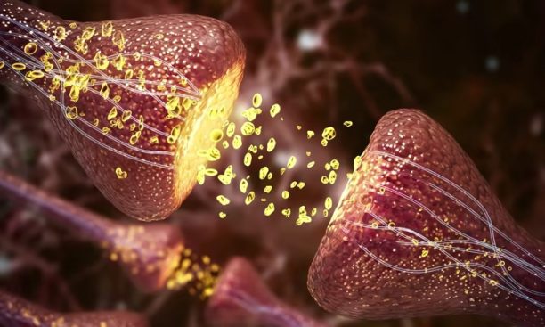 sleep wake calcium dynamics